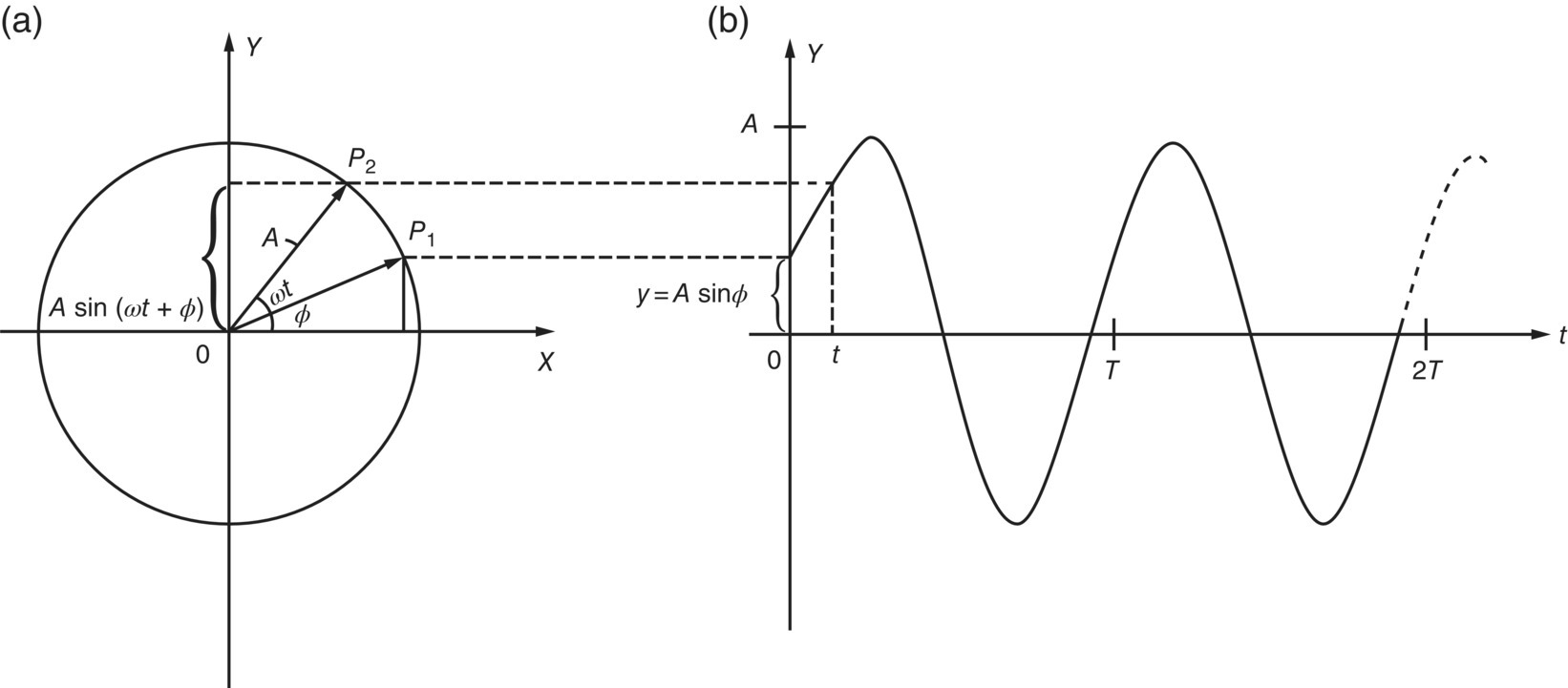 Schematic illustrations of (a and b) simple harmonic motion with initial phase angle.