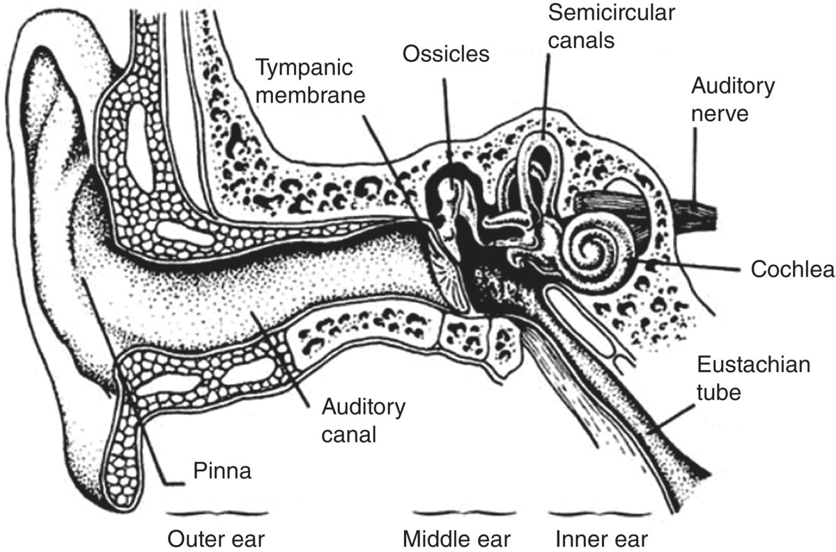 Schematic illustration of the simplified cross-section through the human ear.