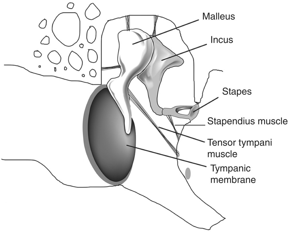 Schematic illustration of tympanic membrane (eardrum) and three auditory ossicles.
