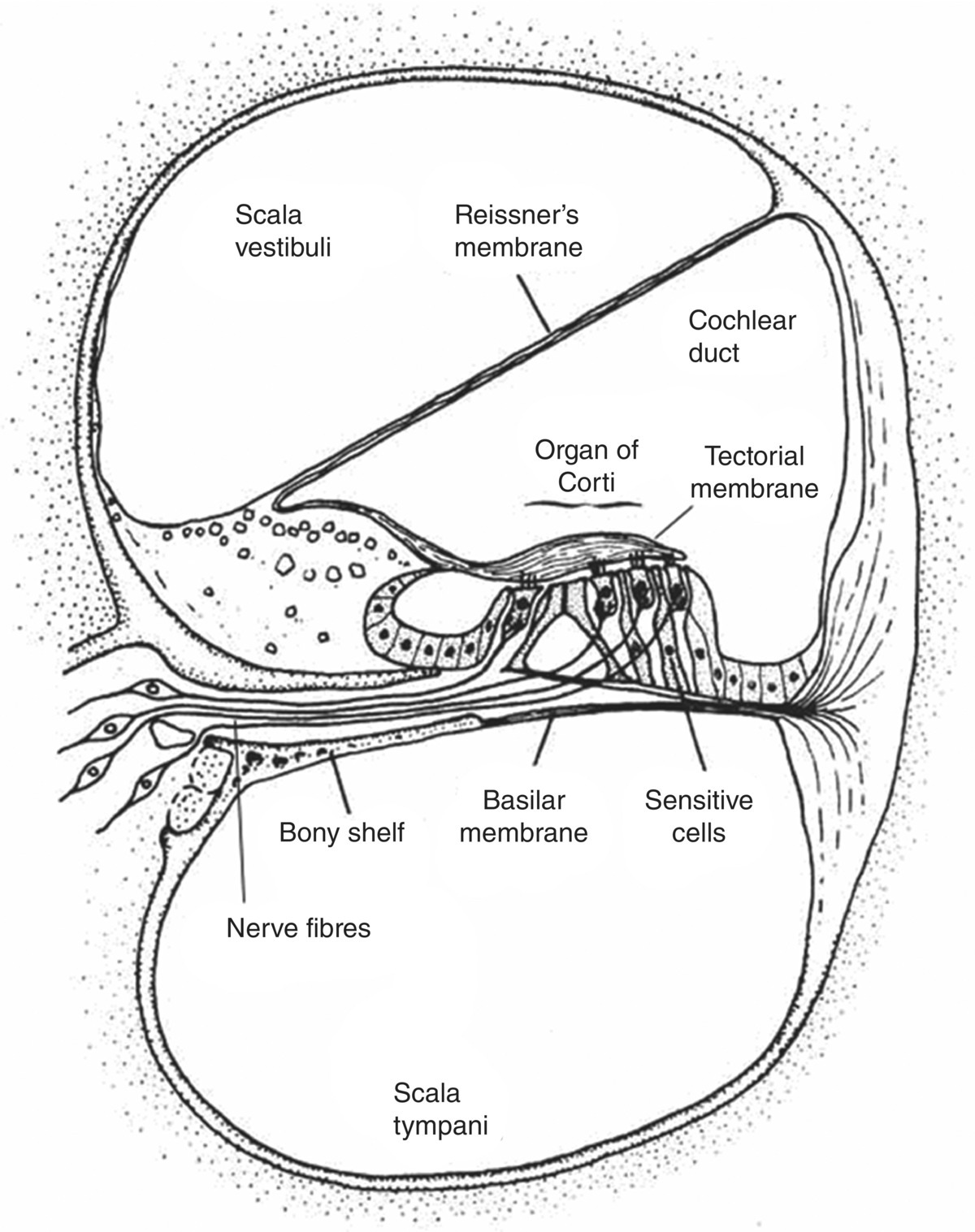 Schematic illustration of the section through the cochlea and details of the organ of Corti.
