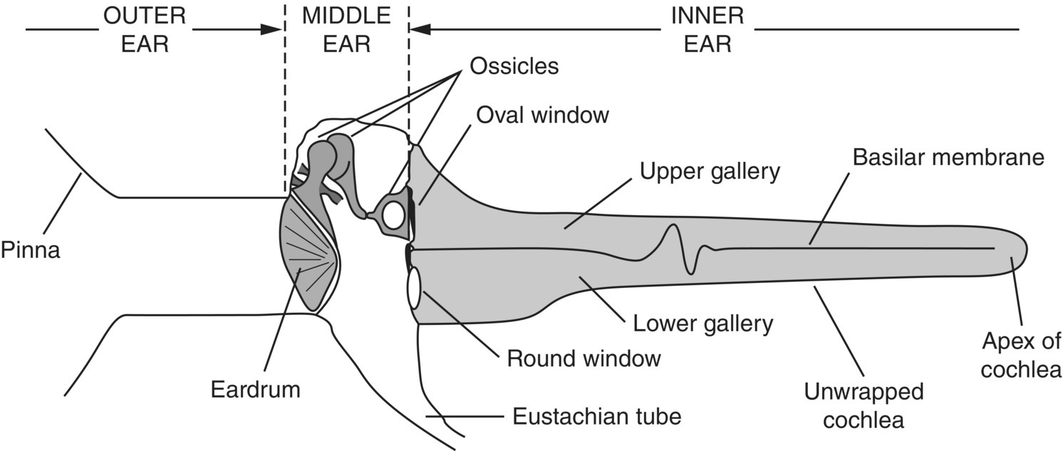 Schematic illustration of cochlea unwrapped to show working of the ear schematically.