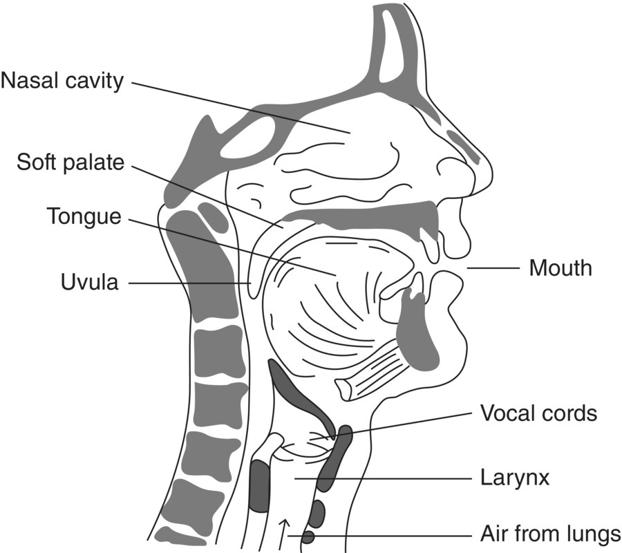 Schematic illustration of the sectional view of the head showing the important elements of the voice mechanism.