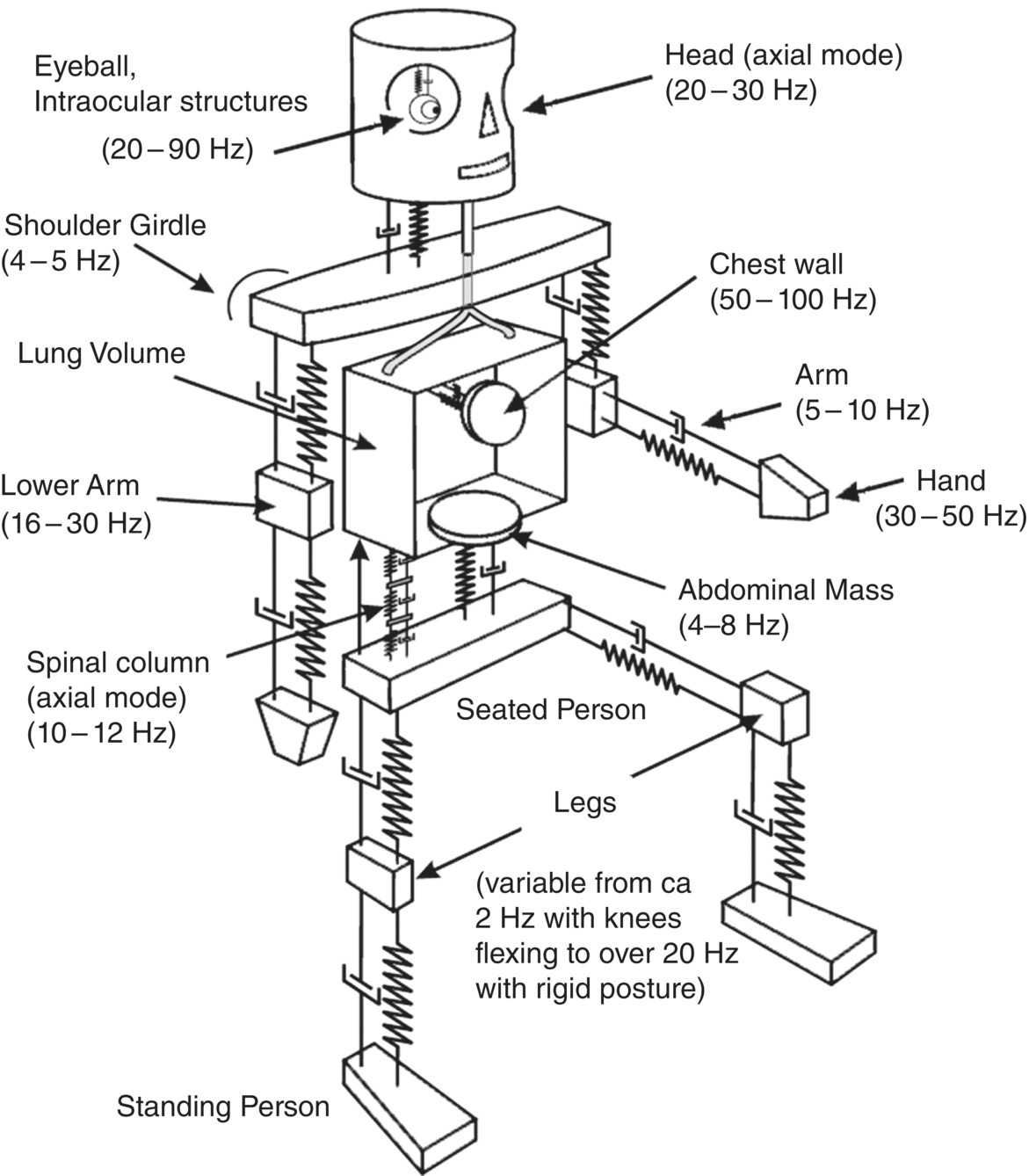Schematic illustration of mechanical model of the human body showing resonance frequency ranges of the various body sections.