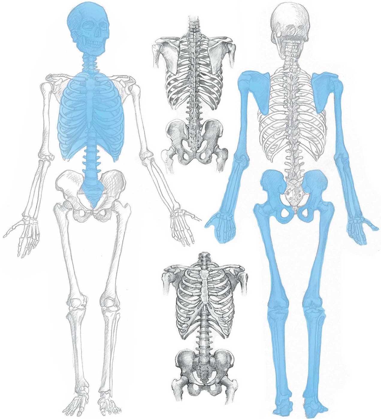 Chapter 2 The Skeleton - Essential Human Anatomy for Artists [Book]