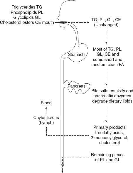 Figure 10.1 Overview of Lipid Digestion
