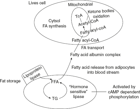 Figure 10.3 Regulation of Fatty Acid Oxidation