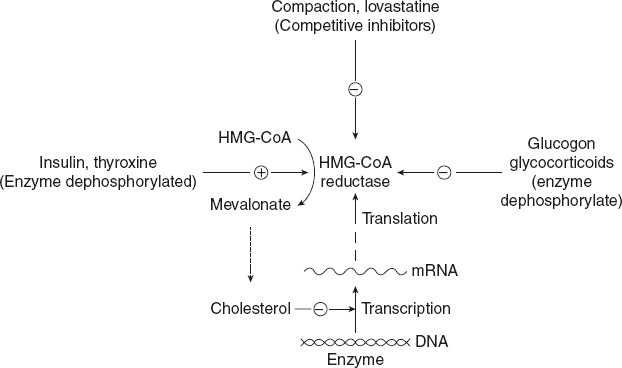 Figure 10.4 Regulation of Cholesterol Biosynthesis by HMG-CoA Reductase