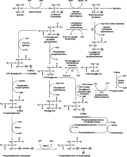 Figure 10.5 Biosynthesis of Triacylglycerol and Phospholipids
