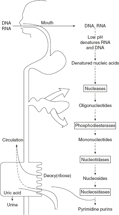 Figure 11.1 Digestion of Dietary Nucleic Acids