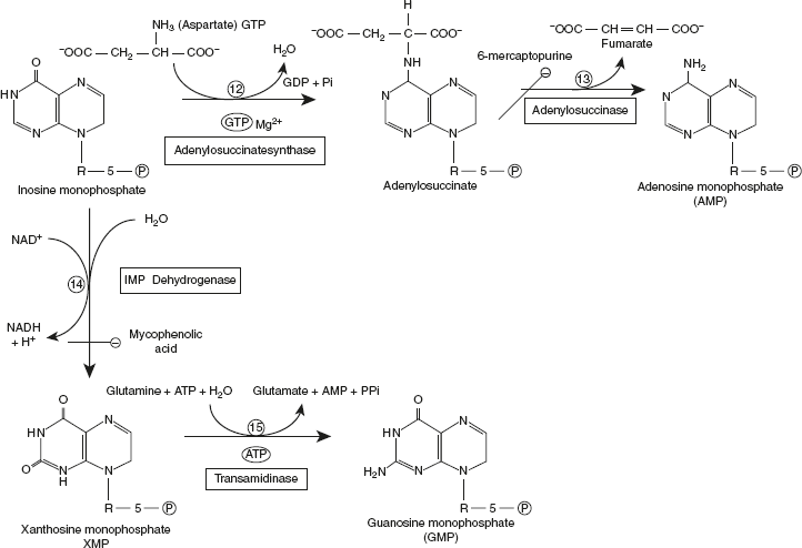 Figure 11.2 Synthesis of Purine Nucleotides