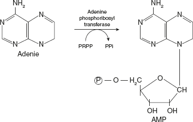 Figure 11.3 Salvage Pathway for Purine Nucleotides Synthesis