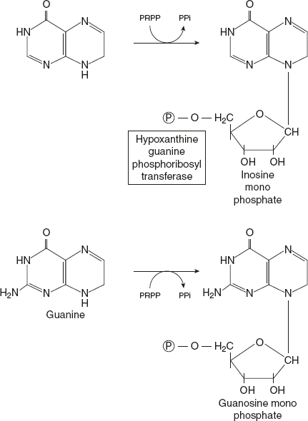 Figure 11.3 Salvage Pathway for Purine Nucleotides Synthesis