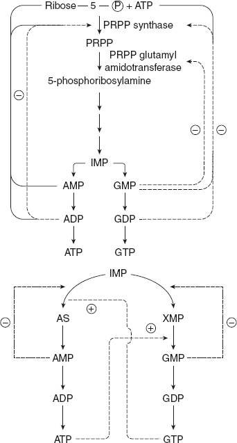 Figure 11.4 Regulation of Purine Nucleotides Synthesis