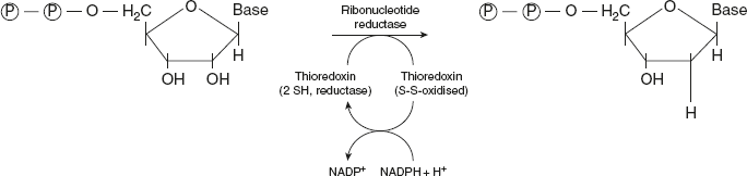 Figure 11.5 Conversion of Ribonucleotides to Deoxyribonucleotides