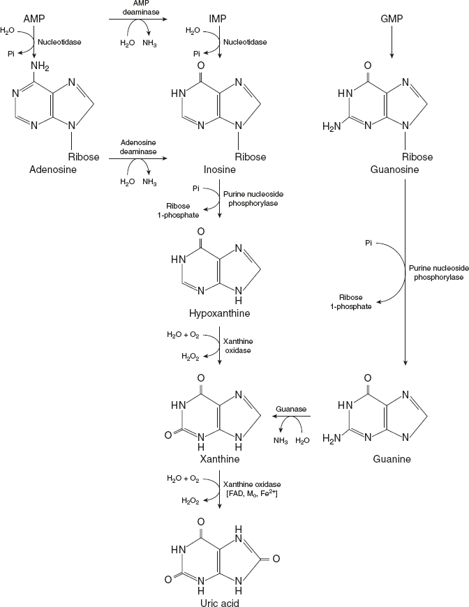 Figure 11.6 Degradation of Purine Nucleotides