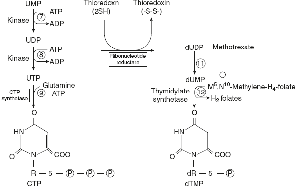 Figure 11.7 Synthesis of Pyrimidine Nucleotides