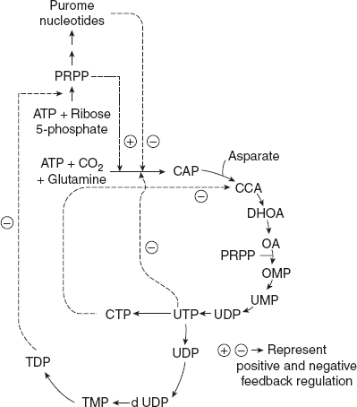 Figure 11.8 Regulation of Pyrimidine Synthesis