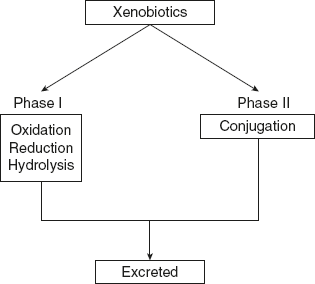 Figure 12.1 Detoxification of a Compound