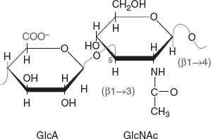 Figure 2.19 Structure of Hyaluronic Acid
