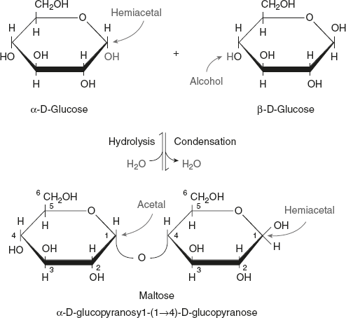 Figure 2.9 Structure of Maltose