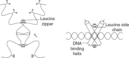 Figure 3.12 Structure of Leucine Zipper Motif