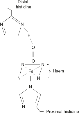Figure 3.13 O2 Binding Site of Haem Created by a Folded Globin Chain