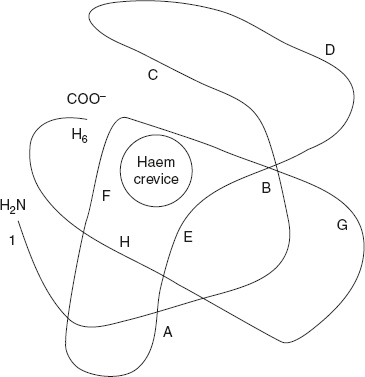 Figure 3.14 Structure of Single β-Chain of Haemoglobin