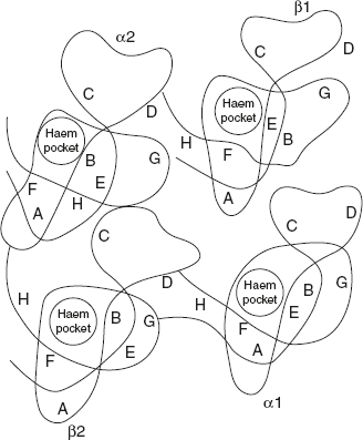 Figure 3.15 Quaternary Structure of Haemoglobin