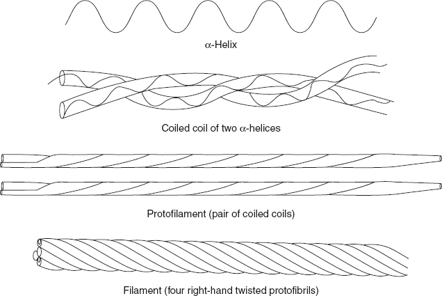 Figure 3.16 Diagrammatic Representation of α-keratin Structure