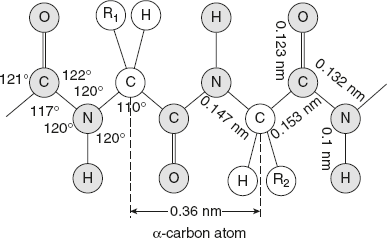 Figure 3.2 Dimension of a Fully Extended Polypeptide Chain