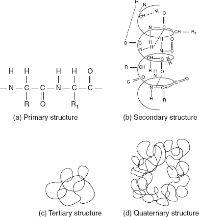 Figure 3.3 Structure of Primary, Secondary, Tertiary and