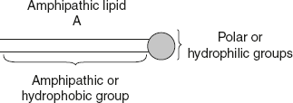 Figure 4.3 Diagrammatic Representation of Fat Structure