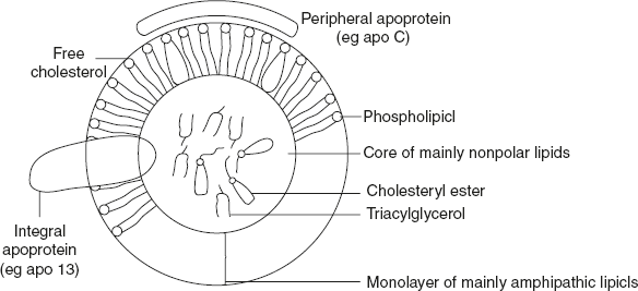 Figure 4.5 Structure of Lipoprotein