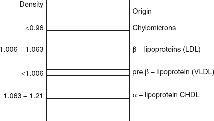 Figure 4.6 Electrophoretic separation of plasma lipoproteins.