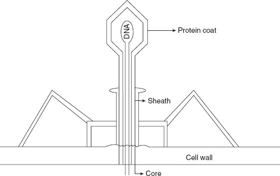 Figure 5.1 Structural Overview of T2 Phage