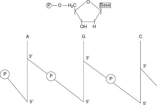 Figure 5.2 Shorthand Form of the Structure of DNA