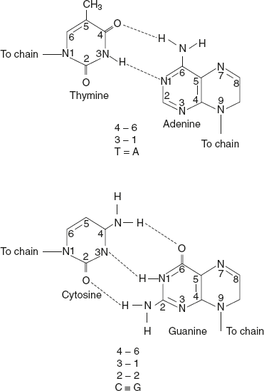 Figure 5.3 Complementary Base Pairing in DNA