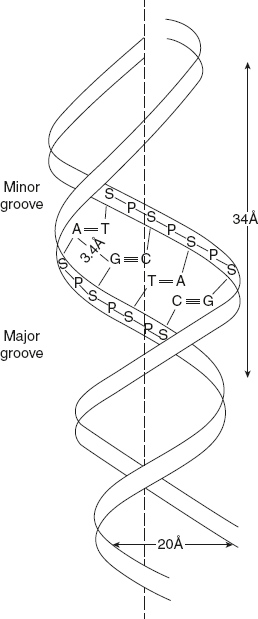 Figure 5.4 Watson–Crick Model of Double Helical Structure of DNA