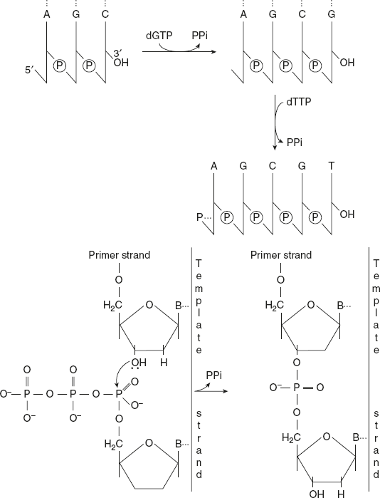 Figure 5.5 DNA Polymerase Catalyses Elongation of DNA Chain in the 5′-3′ Direction