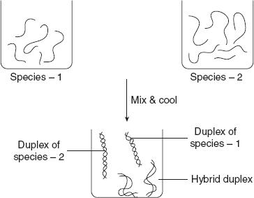 Figure 5.6 Diagrammatic Representation of Hybridisation
