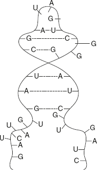 Figure 5.7 Molecular Structure of rRNA