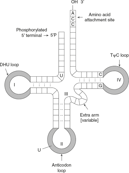 Figure 5.8 Structure of tRNA