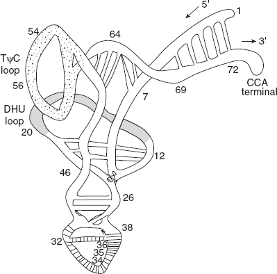Figure 5.9 Tertiary structure (Three dimensional structure)