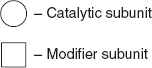 Figure 6.1 Structure of Catalytic and Modifier Subunit of Lactose Synthetase