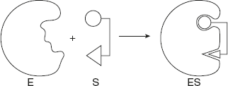 Figure 6.16 Diagrammatic Representation of Induced Fit Model