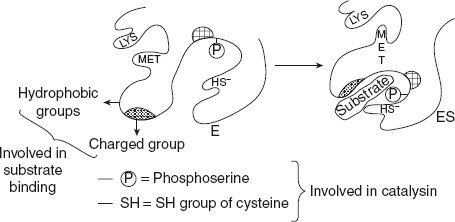 Figure 6.17 Conformational Changes are Brought About by Induced Fit in an Enzyme Molecule