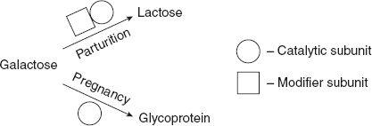 Figure 6.2 Modifier Subunit