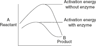 Figure 6.3 Effect of Enzyme on Activation Energy of a Reaction (A is the reactant and B is the product)