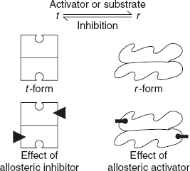 Figure 6.30 Allosteric Enzyme with t and r-state with Respect to the Activator and Inhibitor