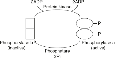 Figure 6.32 Covalent modification of Phosphorylase
